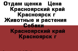 Отдам щенка › Цена ­ 1 - Красноярский край, Красноярск г. Животные и растения » Собаки   . Красноярский край,Красноярск г.